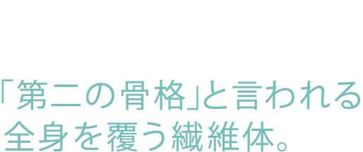 そもそも筋膜とは。